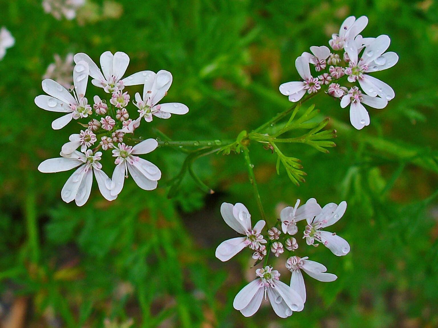 Coriander (Coriandrum sativum) Natural Alchemy