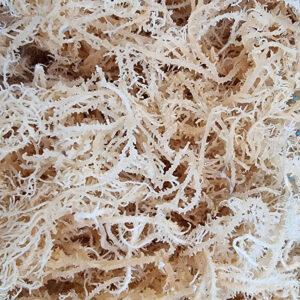 Irish Moss (Chondrus crispus)