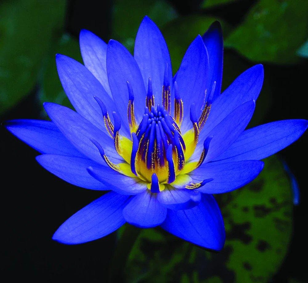 Blue Lotus Organic Hydrosol (Nymphaea caerulea) – Natural Alchemy