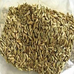 Fennel (Foeniculum vulgare)
