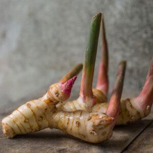 Galangal (Languas galangal)