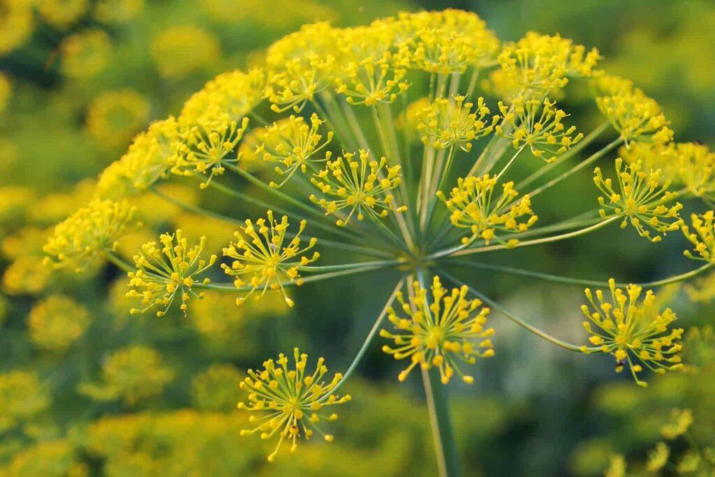 Galbanum (Ferula gummosa) Natural Alchemy