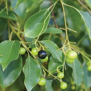 Ho Wood - Ravintsara (Cinnamomum camphora)