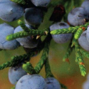 Juniper Berry (Juniperus communis)