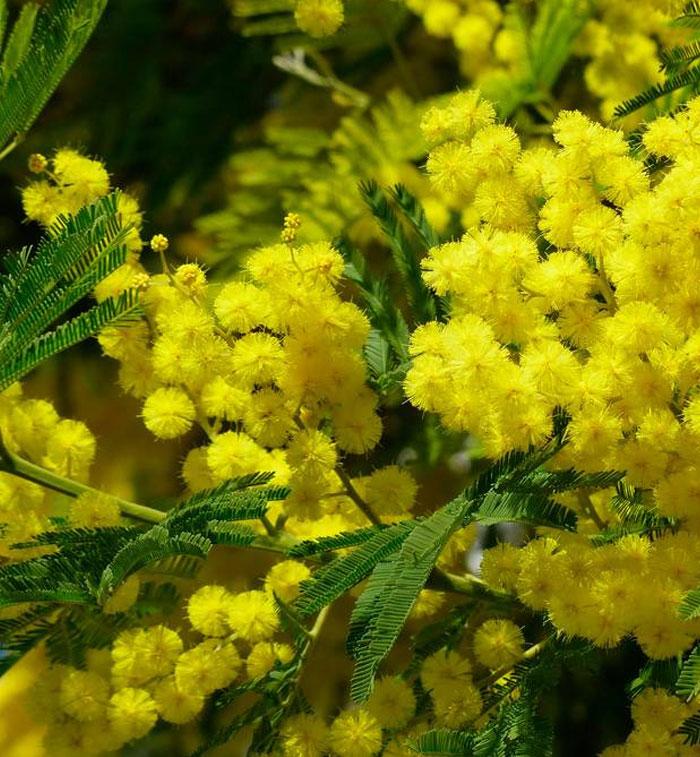 Mimosa – Acacia Absolute (Acacia dealbata) – Natural Alchemy
