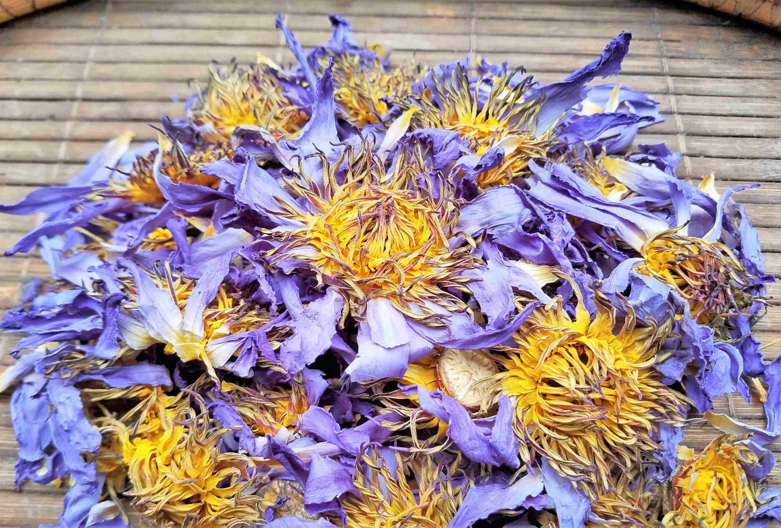 Blue Lotus Open Flowers Nymphaea Caerulea Natural Alchemy
