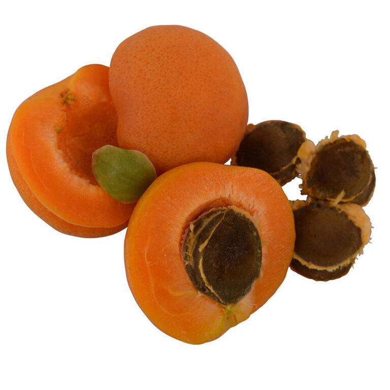 Apricot Kernel Oil (Prunus armeniaca) Natural Alchemy