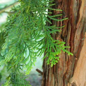 Hinoki - Japanese Cypress (Chamaecyparis obtusa)