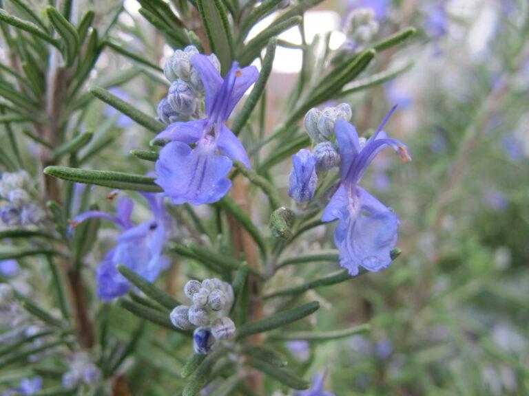 Rosemary Liquid Extract (Rosmarinus officinalis) (Water Soluble