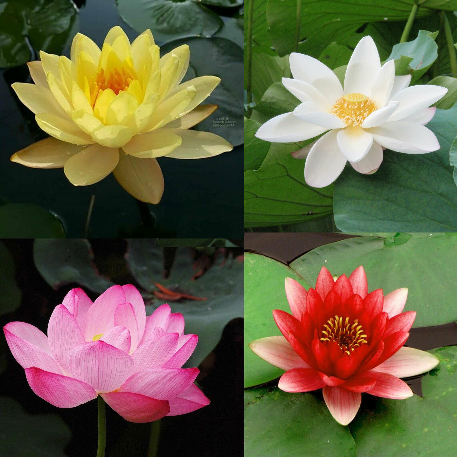 Lotus Seeds, Sacred Lotus, Water Lily, Nelumbo Nucifera, White Pink Red ...