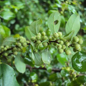 Guggal, Guggul (Commiphora wightii)