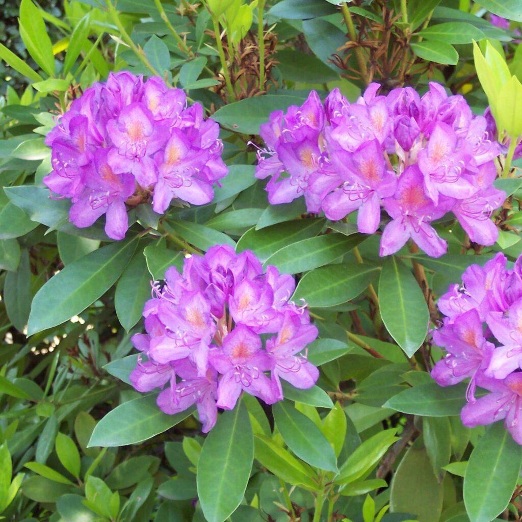 Rhododendron (Rhododendron anthopogon) Natural Alchemy