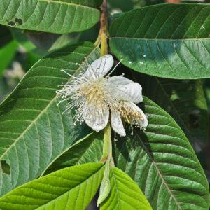Guava Leaf (Psidium guajava)