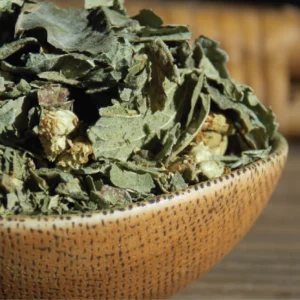 Mexican Dream Herb (Calea zacatechichi)