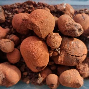 Xanthorrhoea (Balga) Resin (Xanthorrhoea)