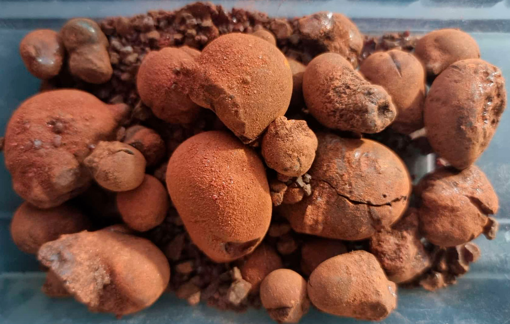 Xanthorrhoea (Balga) Resin (Xanthorrhoea)